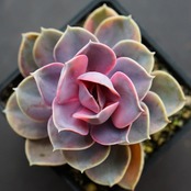 抜き苗 レインボー Echeveria 'Rainbow'