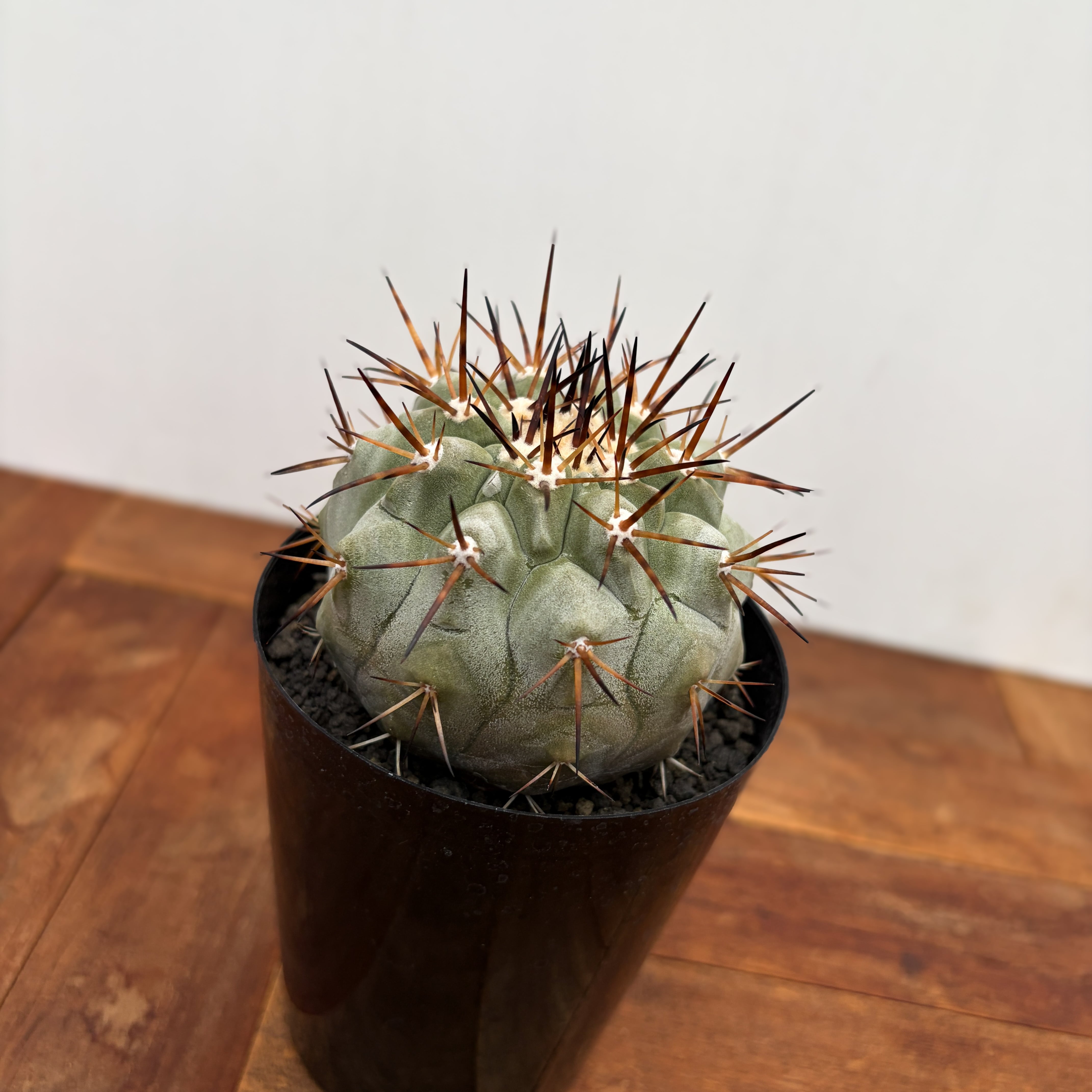 Copiapoa cinerea【黒王丸・実生】 | RIMO'S GREEN 【Saboten