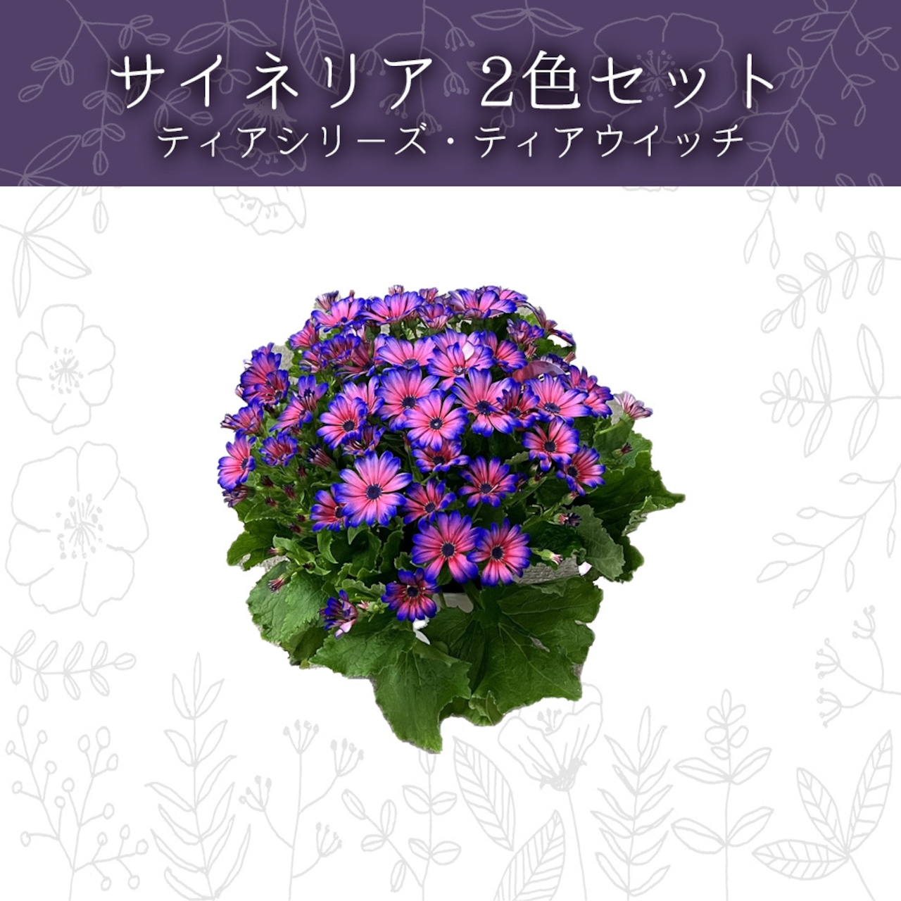 サイネリア 2色セット かご付き ティアシリ-ズ・ティアウイッチ