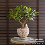 パンダガジュマル 5号 陶器鉢 ピック付 観葉植物 ガジュマルの木 多幸の木 ガジュマル 0719BR