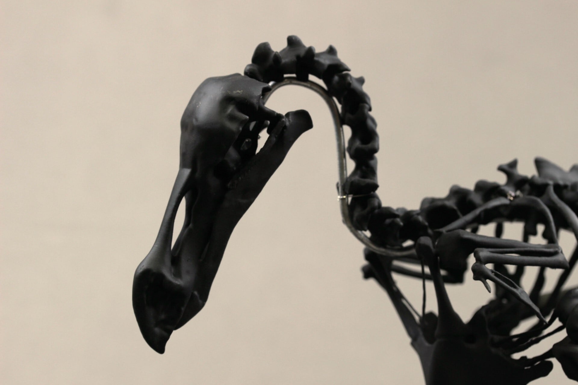 高さ21cm】モーリシャスドードー の縮小全身骨格レプリカ【Dodo