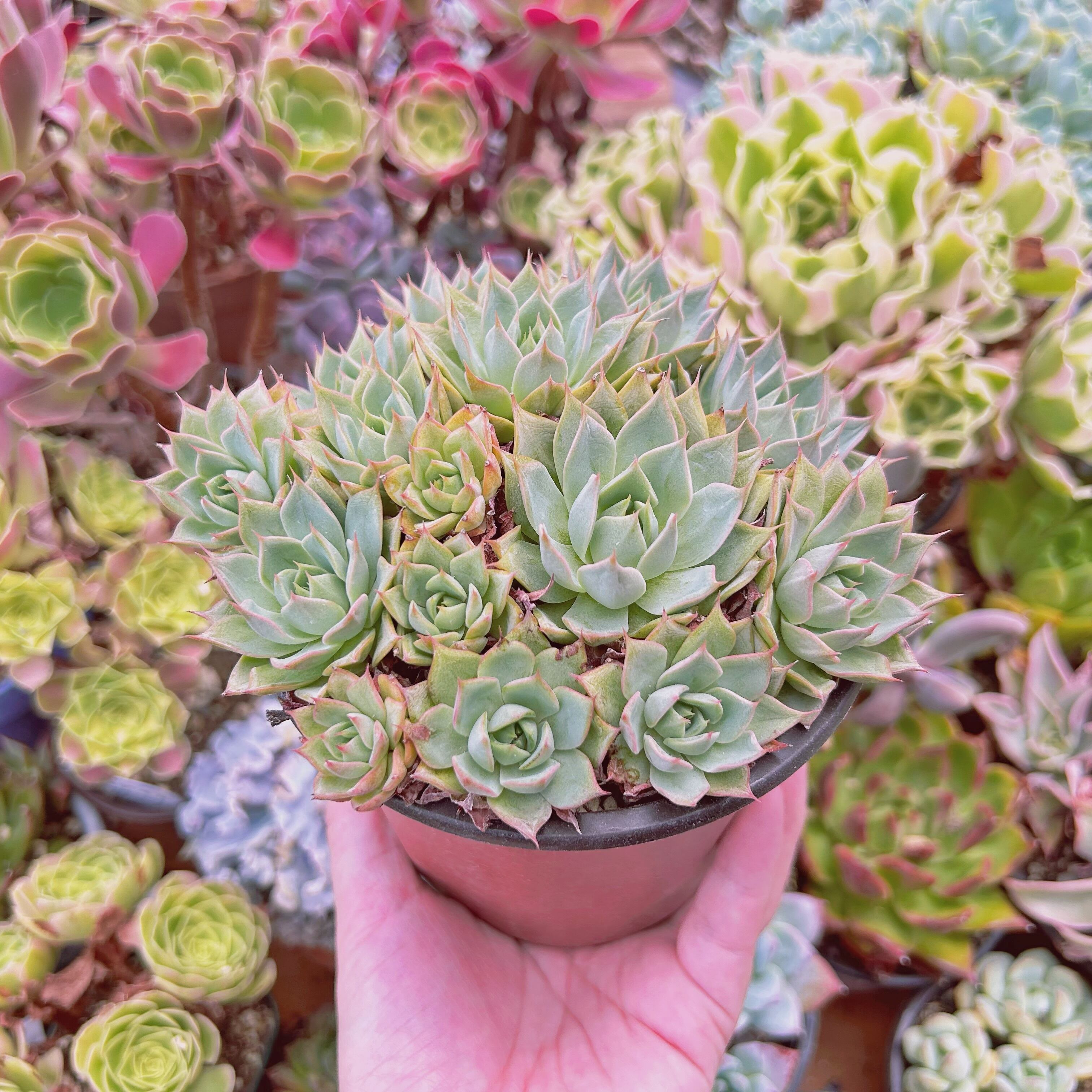 現物 多肉植物 新品種 リンゼアナ 特大 抜き苗 | るる農園~多肉植物専門