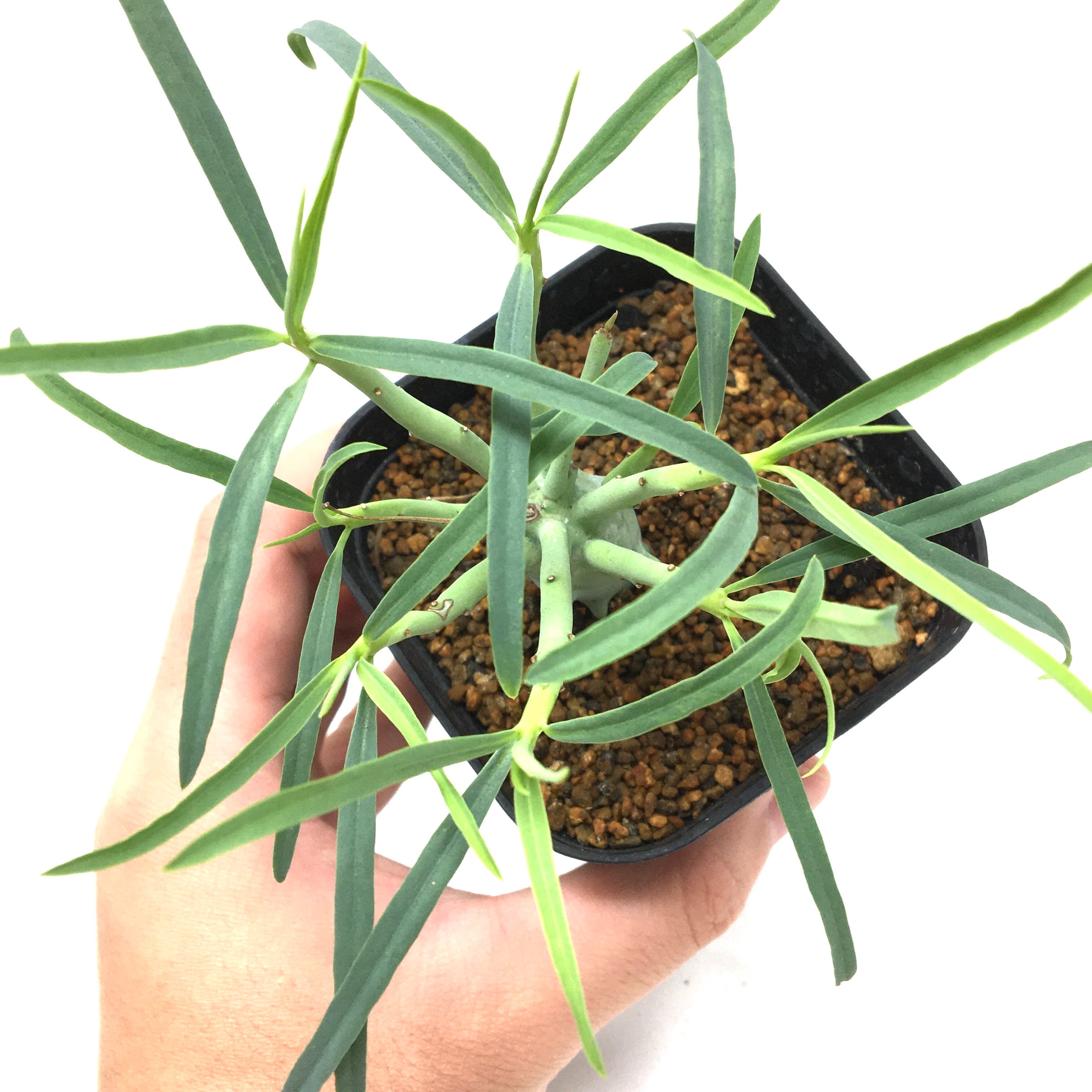 ユーフォルビア エチュベルクローサ【378】 | PROTOLEAF プロトリーフ