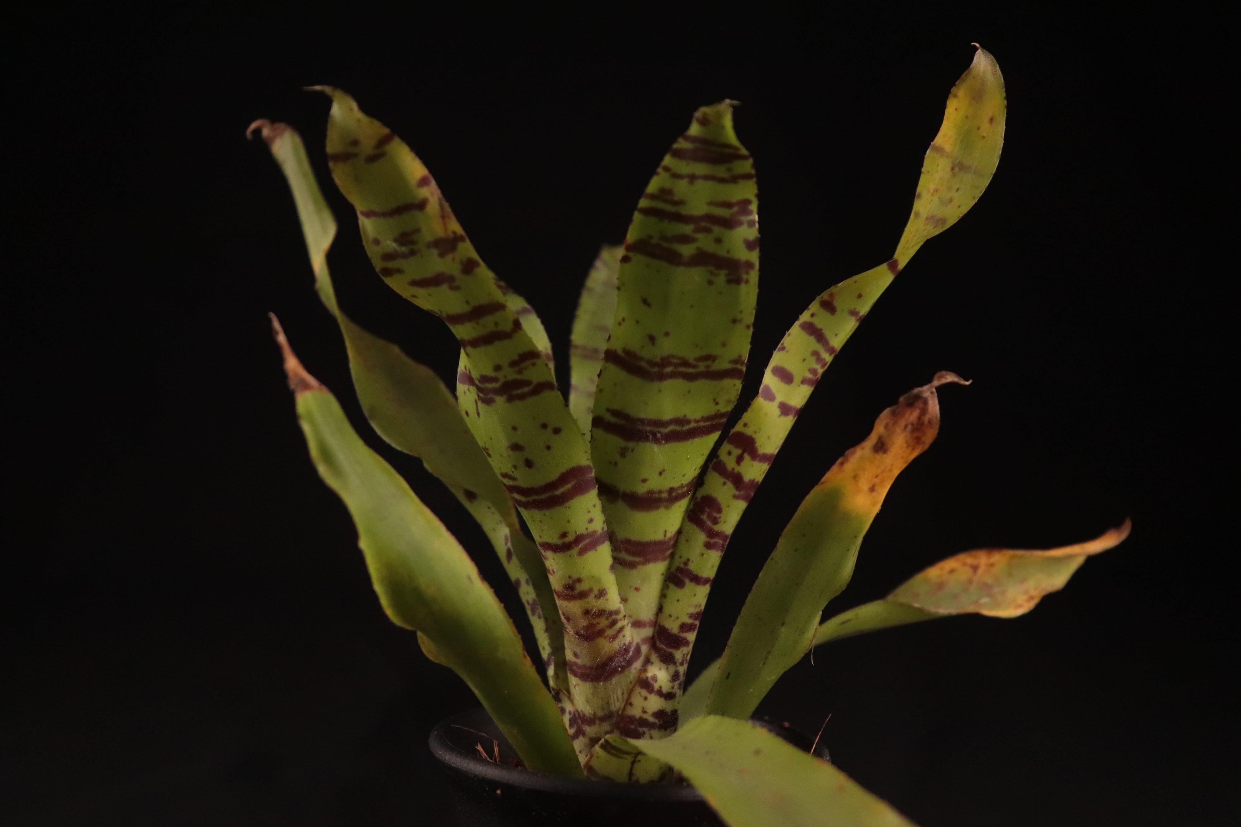 送料無料】Neoregelia 'Bumblebee'〔ネオレゲリア〕現品発送 送料無料】Neoregelia 'Bumblebee'〔ネオレゲリア〕現品発送