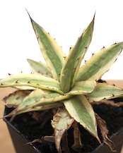 抜き苗 フロストバイト 長期LED育成株 Agave xylonacantha 'Frostbite'