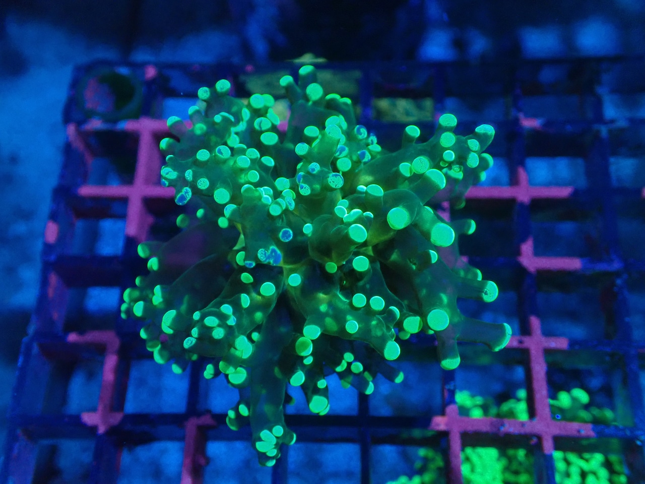 ParaDivisa Grafted 5