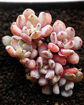 カット苗 アウグストゥス 群生 Echeveria 'Augustus'