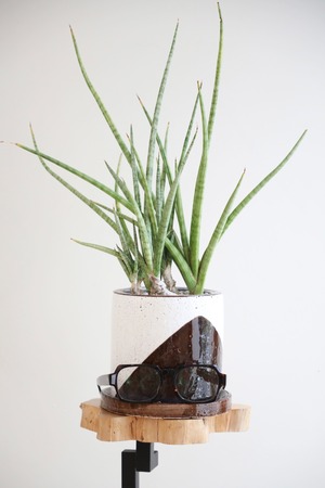 【M】サンスベリア ロイヤルシルバー/Sanseveria　※陶器鉢付き