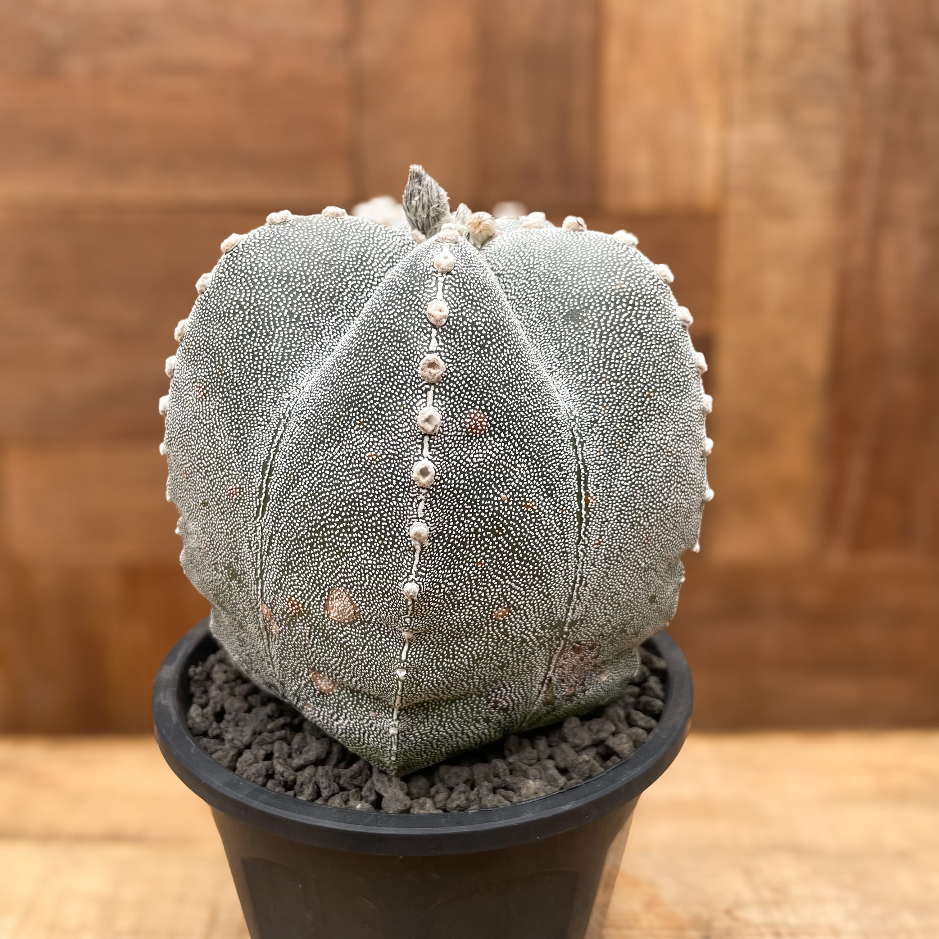 Astrophytum 恩塚ランポー玉 | RIMO'S GREEN 【Saboten & Succulent】