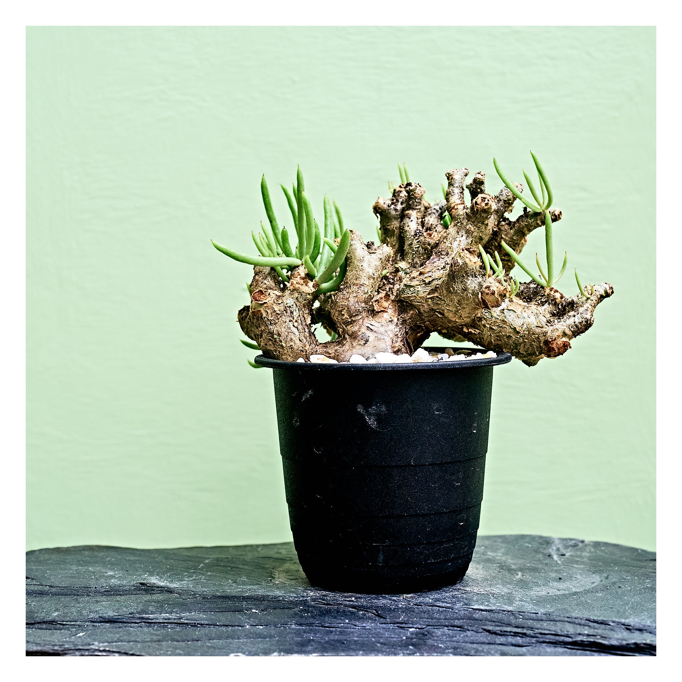 Tylecodon pearsonii チレコドン ペアルソニー（B) | いい日あたり