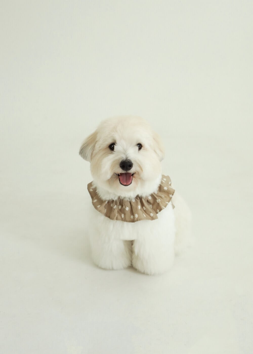 S.M.L/即納【OHDIBS】capeness no.23 _ BEIGE