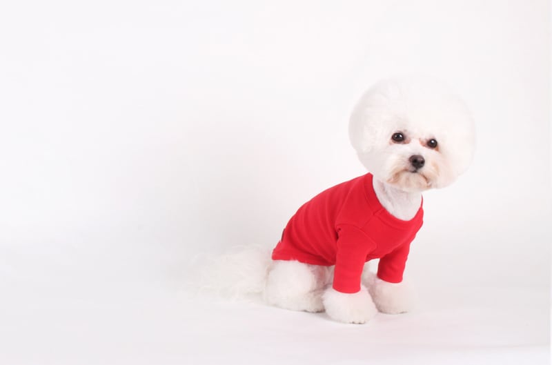 【SALE】 フライス無地Tシャツ S ~ XL 3color / 犬服 新作 長袖 ドッグウェア 小型犬 中型犬 犬 服 暖かい 猫 ペット用品 ペット洋服 b35