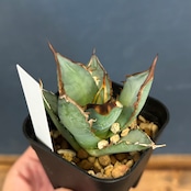 アガベ チタノタ ブレイズ【679】