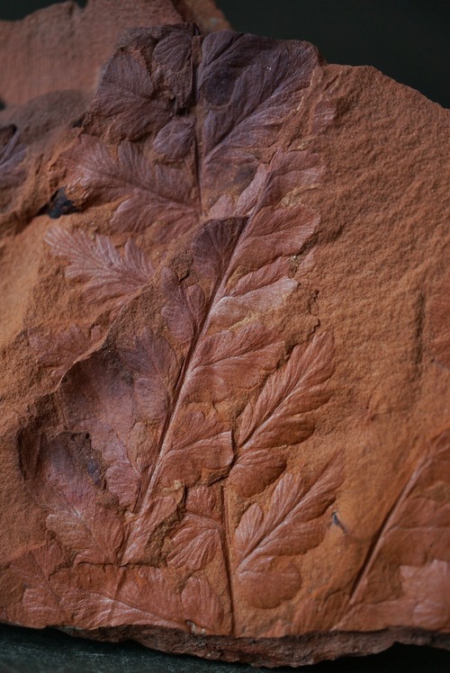 ポーランド産シダ植物化石 Mariopteris sp. 1636