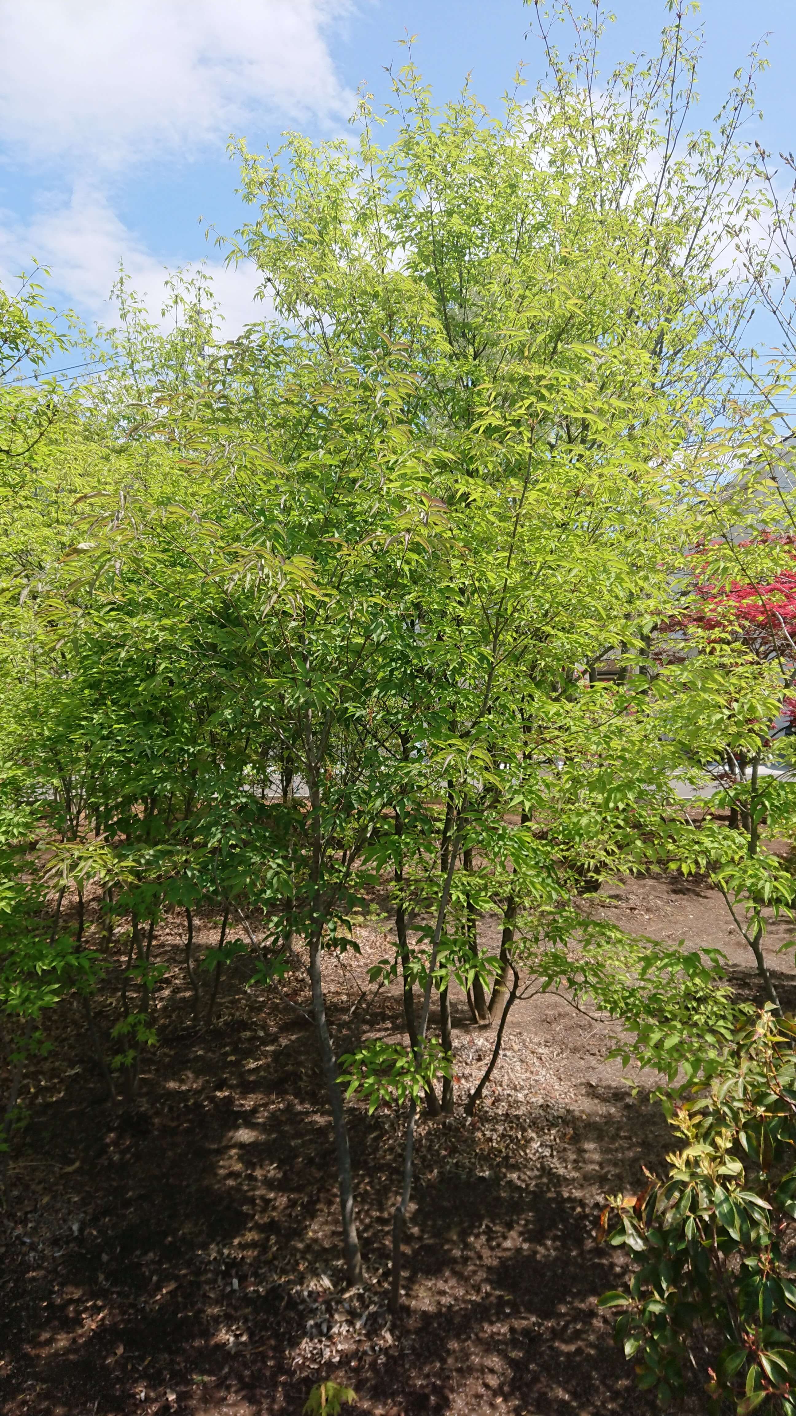 アオダモ 株立ち / 寄せ株（地植え）