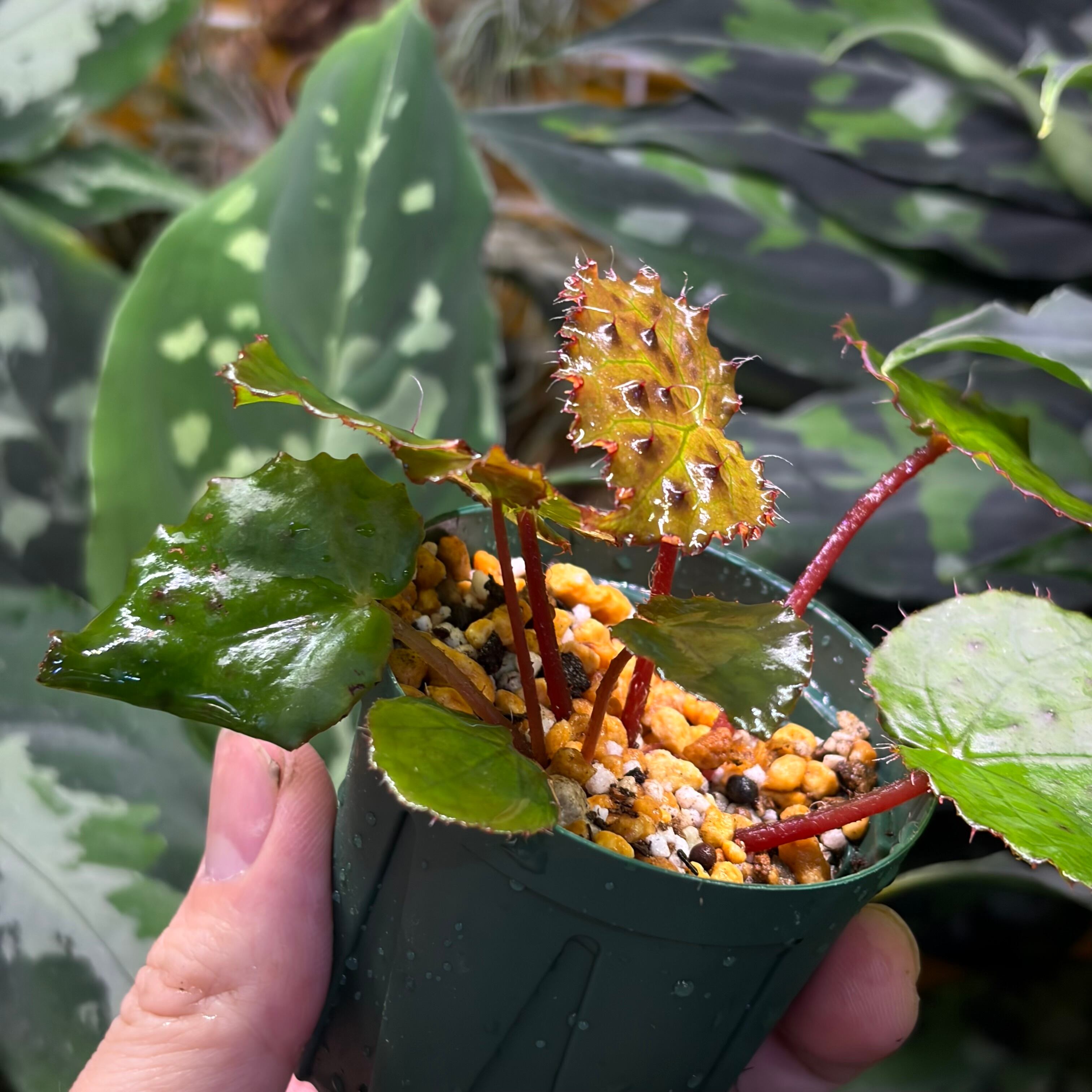 Begonia melanobullata Vietnam 原種ベゴニア メラノブラータ | 熱帯