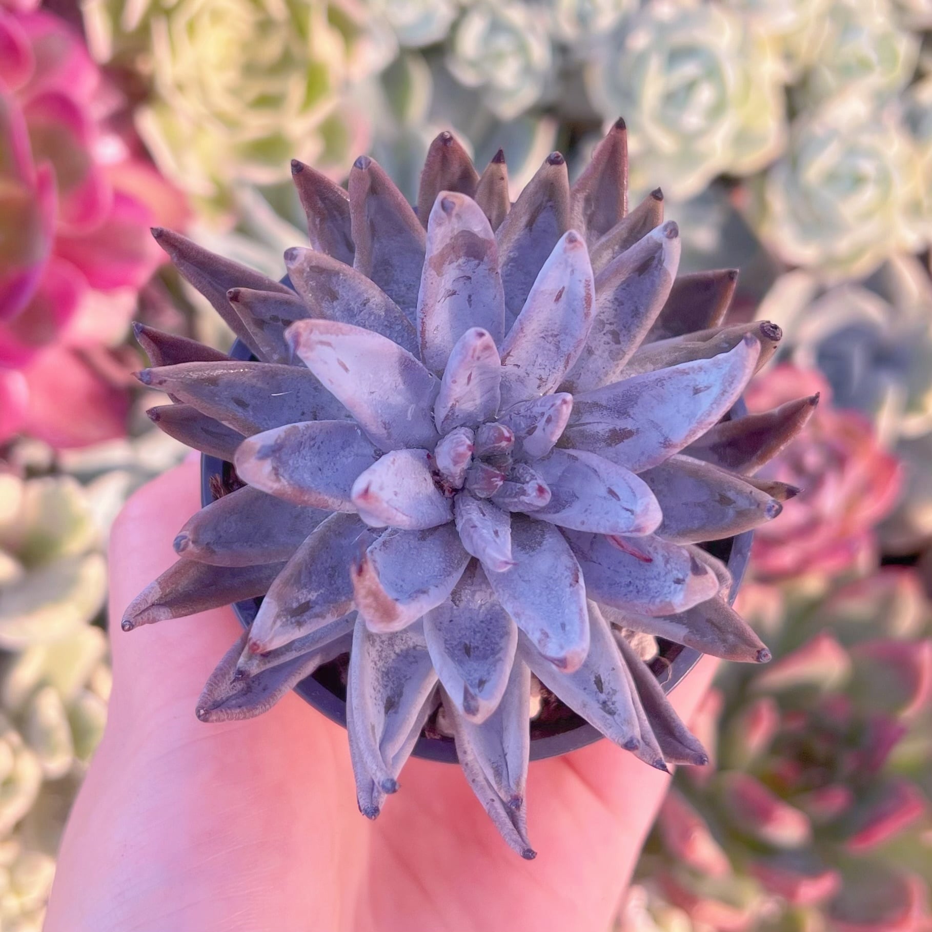 現品　魔爪#2170　るる農園