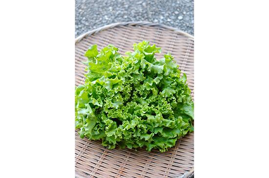 【食感二重奏】バタピアレタス・1個