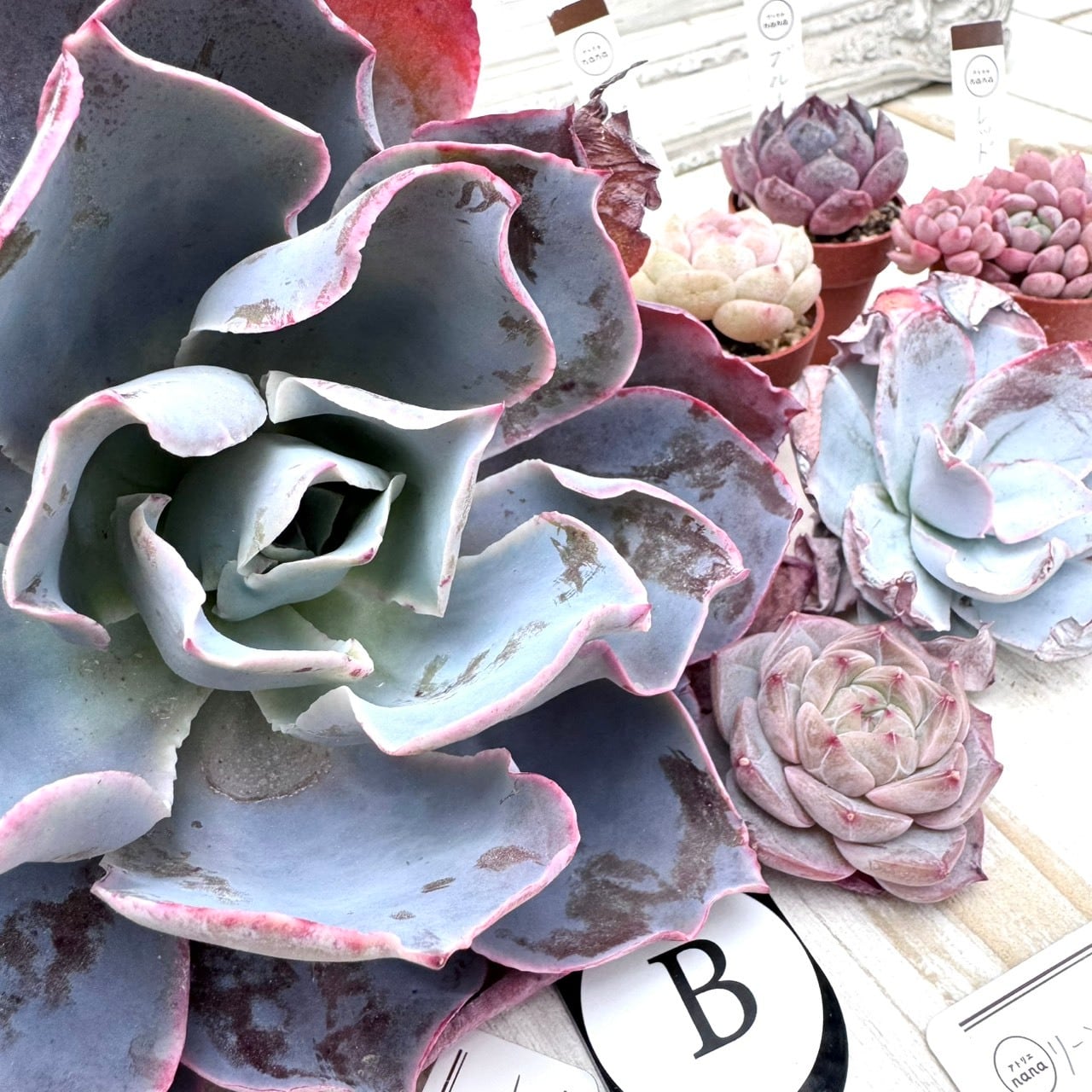 寄せ植えキット・セット商品 | アトリエnana 多肉植物専門店