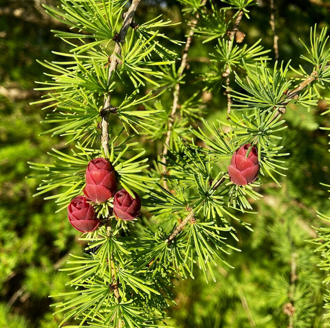 カモミール(ブルー)精油 - 5ml | haku 伯井由紀が提供するアロマ