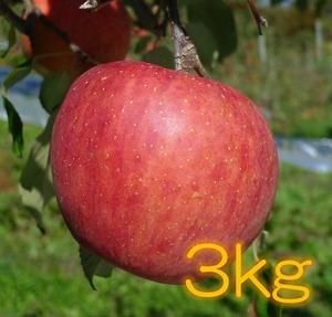 サンフジ　３ｋｇ(約７～９個)