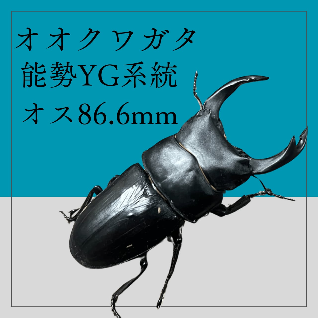 能勢YG血統オオクワガタ12ペア（♂81-82.5mm、♀50.5-53mm 能勢YG