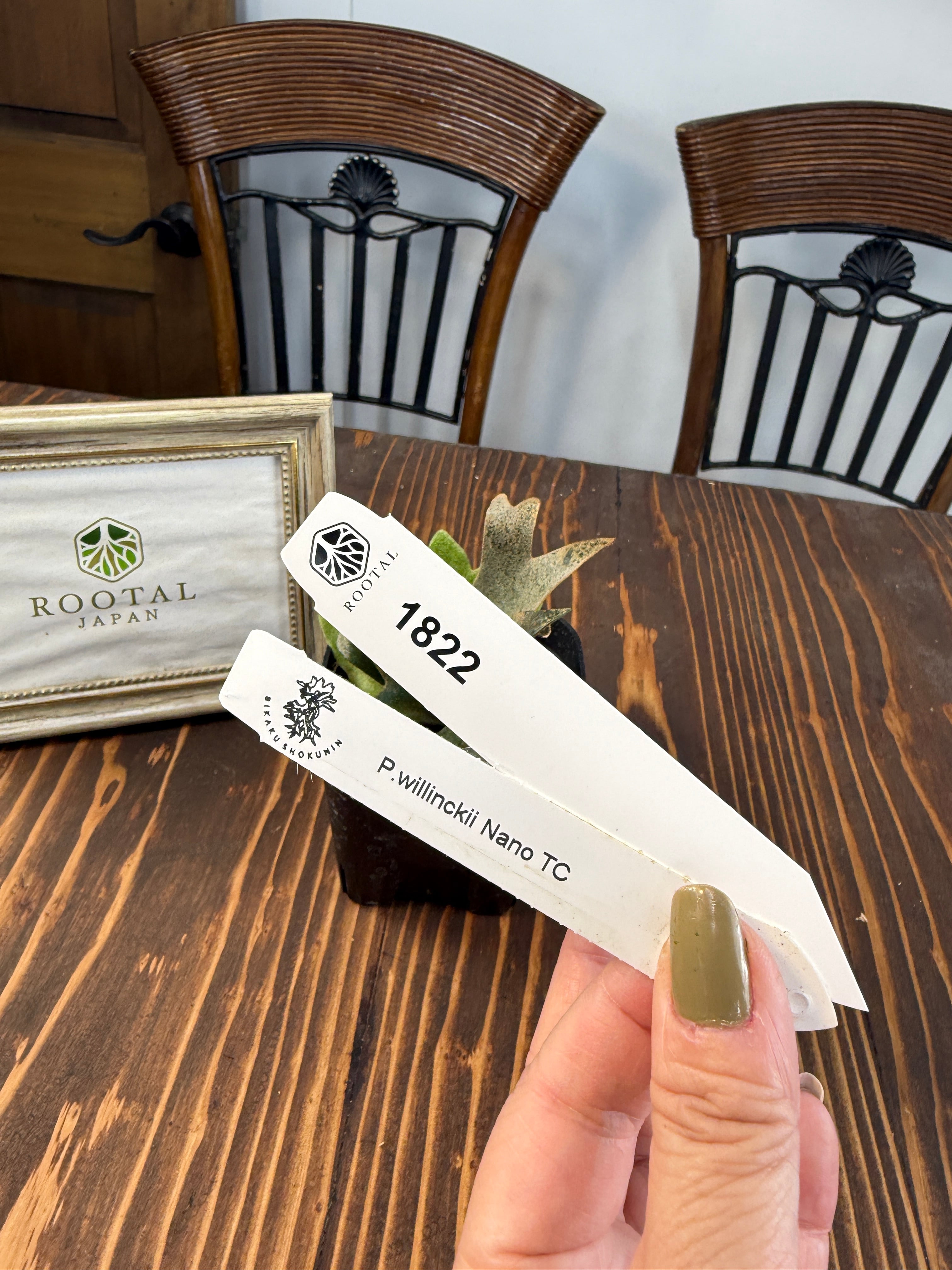 ★1822 【小さな世界に凝縮された造形美】ビカクシダ ナノ TC