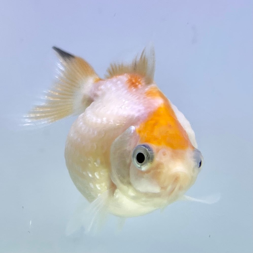 ピンポンパール | Hush-Hush