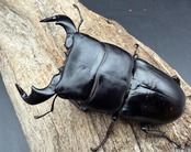 【WD】《ダイオウヒラタ アルゴプーロ産 82.5mm ペア》