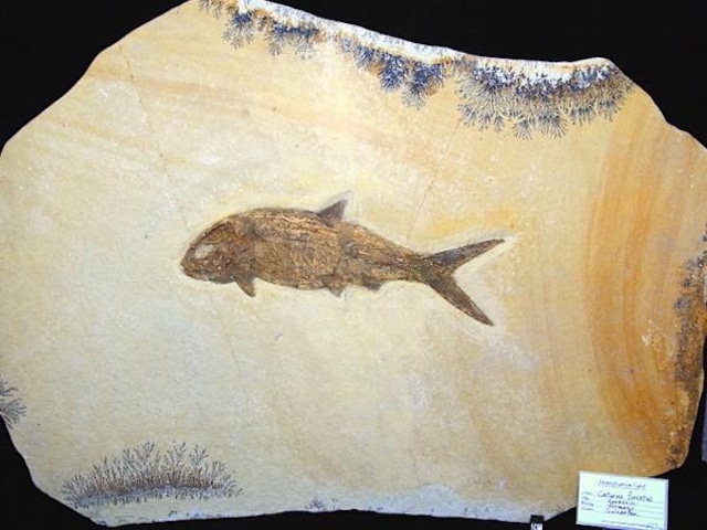 【 化石 】魚化石 カトゥルス Caturus 巨大プレート ゾルンホーフェン 博物館級