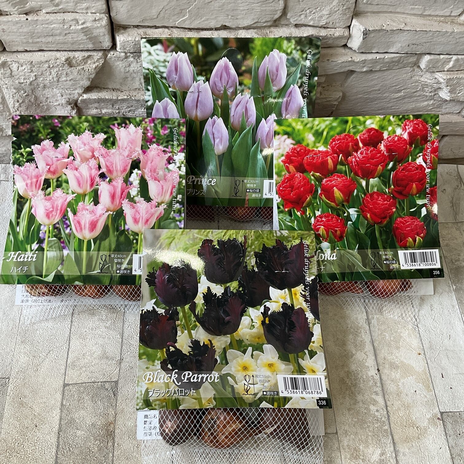 チューリップ変わり咲き 選べる4種 | 橋本種苗園