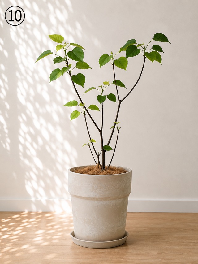 植え替えにおすすめの植木鉢・鉢カバー 観葉植物 calm cafe