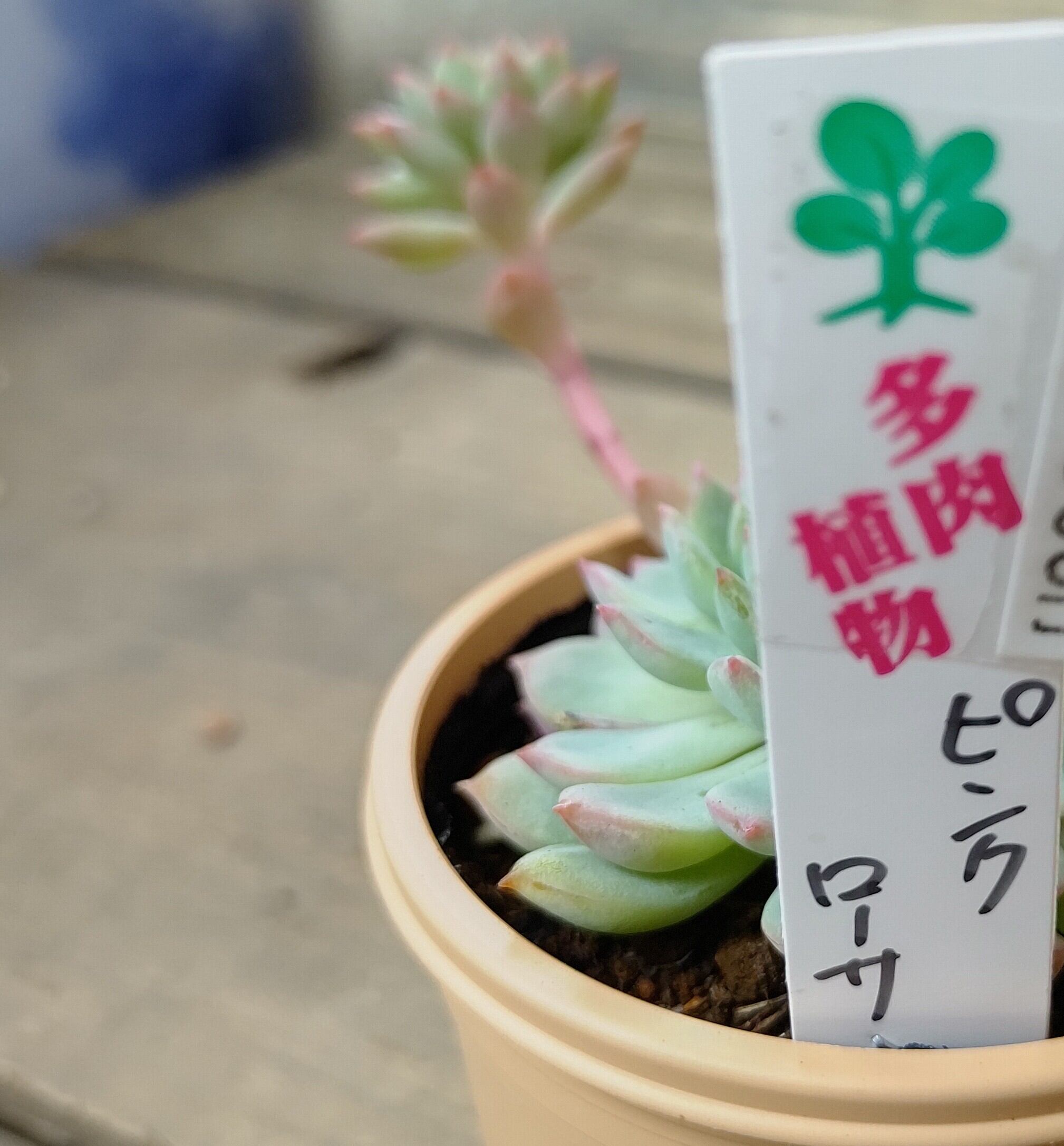 ピンクローサ | RuPo 多肉植物専門店