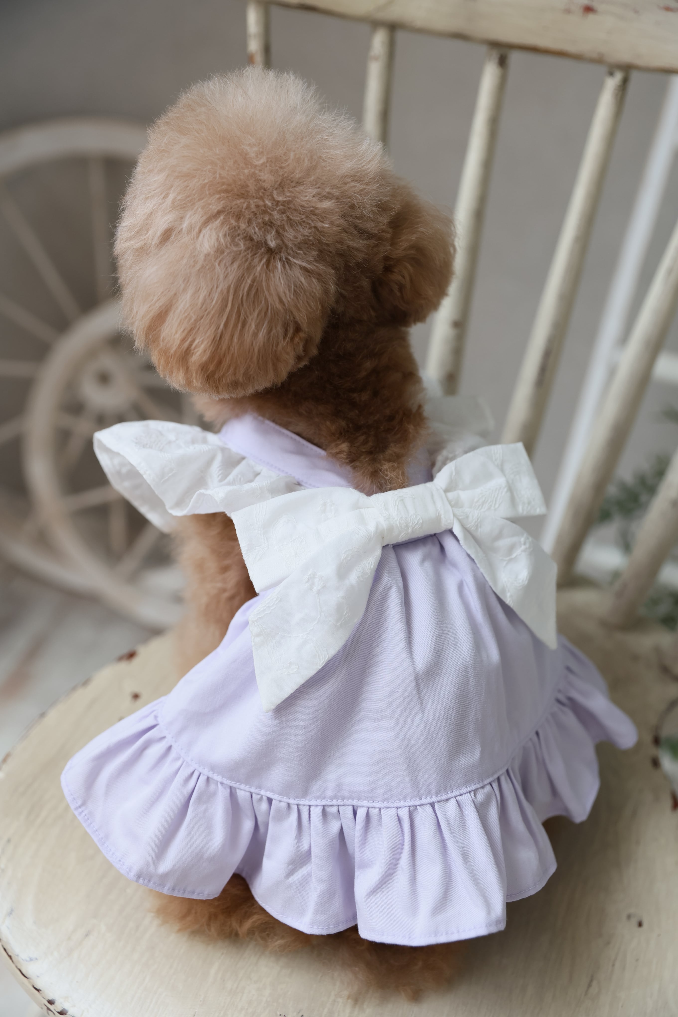 Classical Dress/ラベンダー