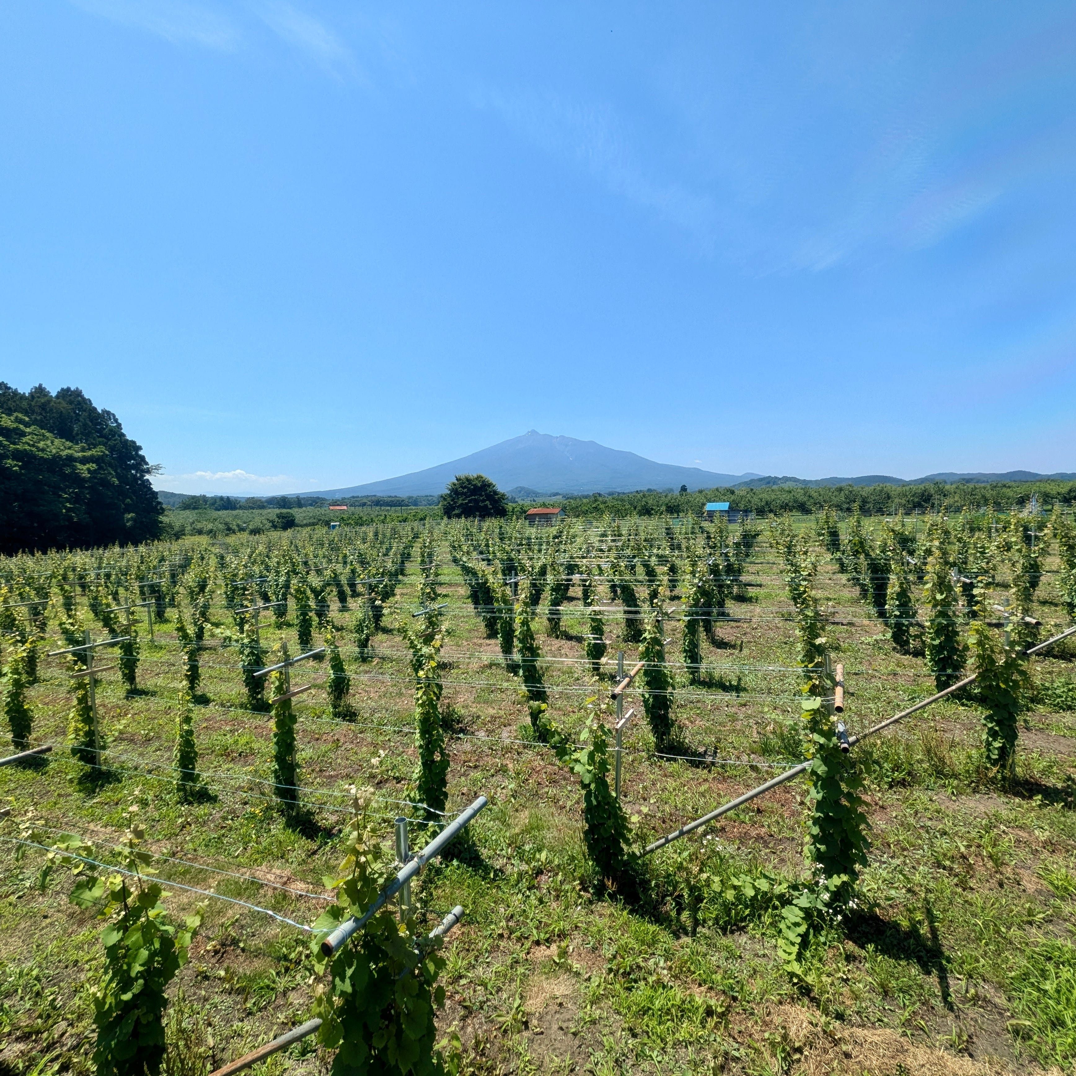 CHARDONNAY 2024 【10ヶ月タンク熟成】 | スリーファーム Pure & Zéro