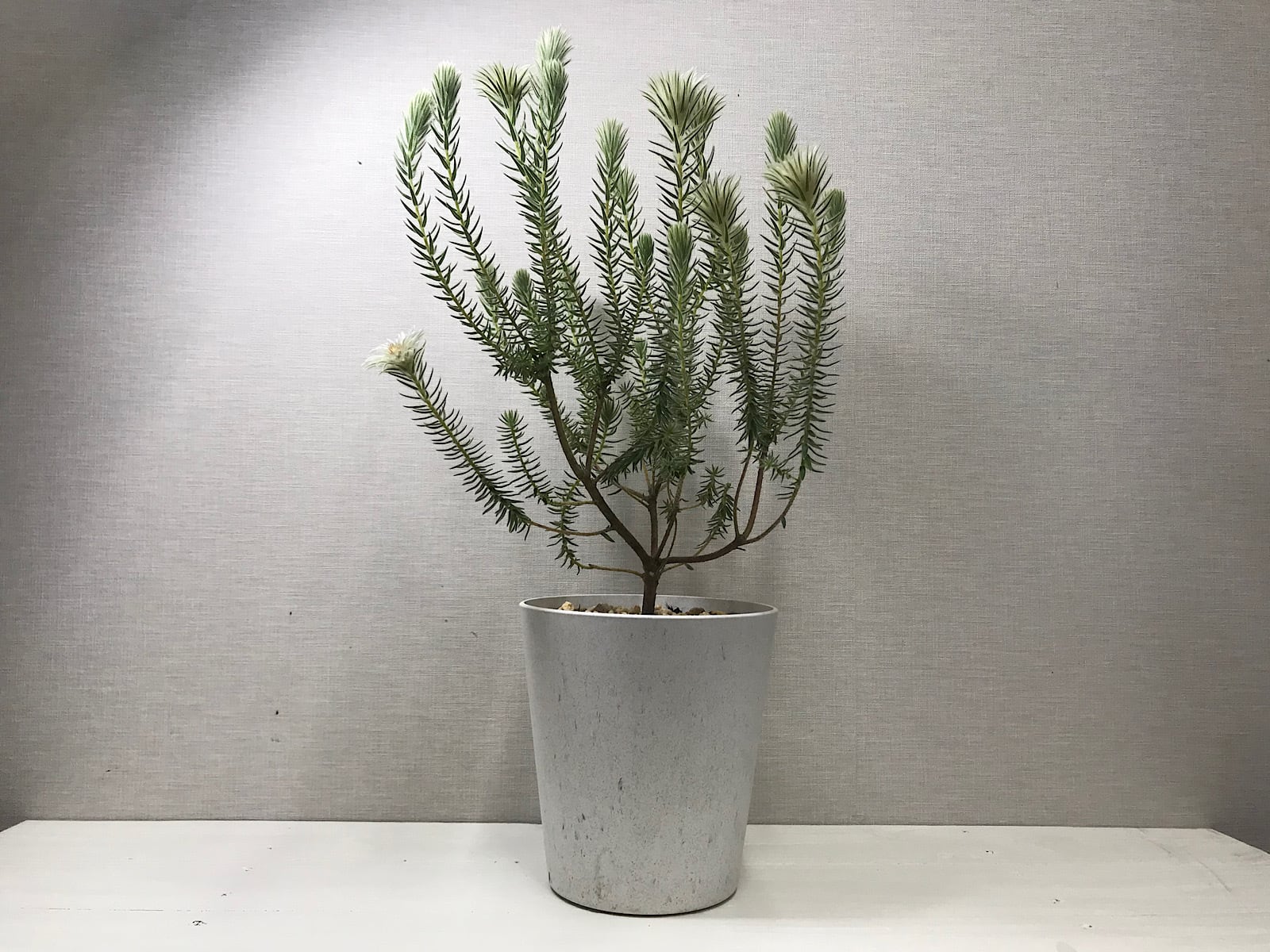 フィリカ プベッセンス