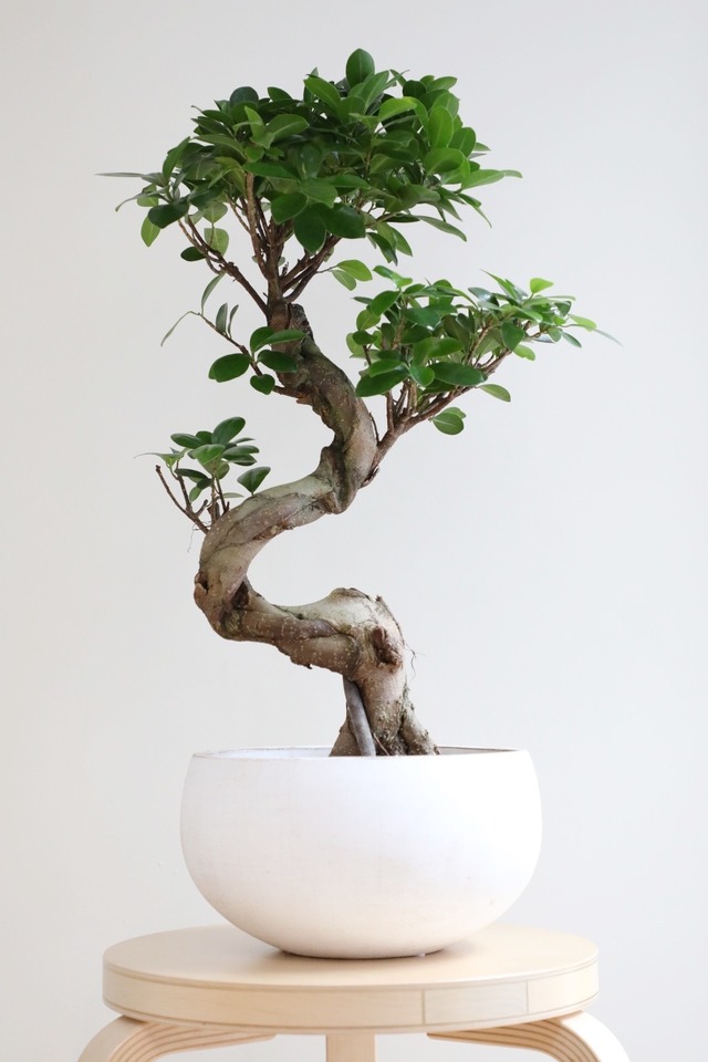 【M】ガジュマル 曲げ木/Ficus microcarpa　※陶器鉢付き