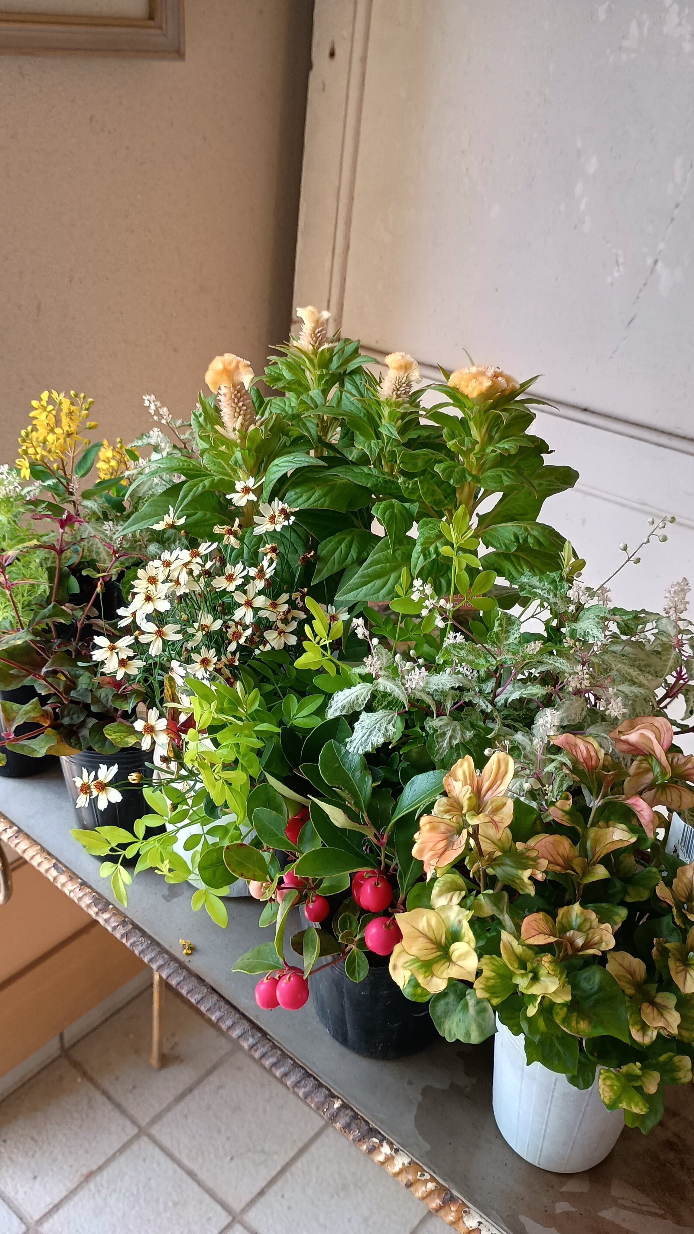 【花苗セット】ふんわり秋のパステル花苗セットセロシアジュラサーモン