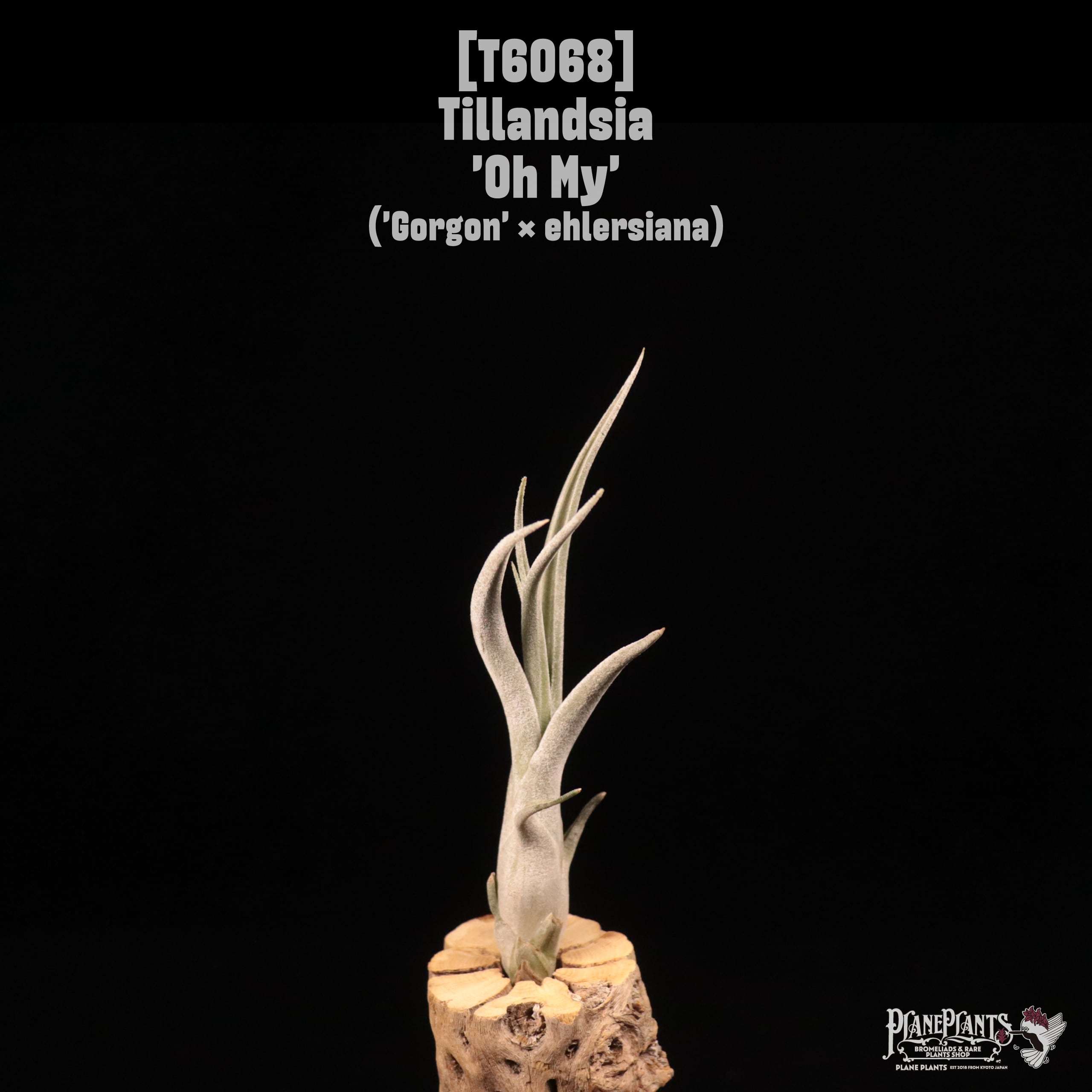 Tillandsia 'Oh My'〔ティランジア〕T6068