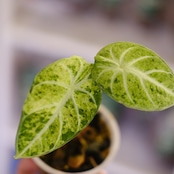 Alocasia Ninja Tricolor│アロカシア ニンジャ トリカラー③│観葉植物
