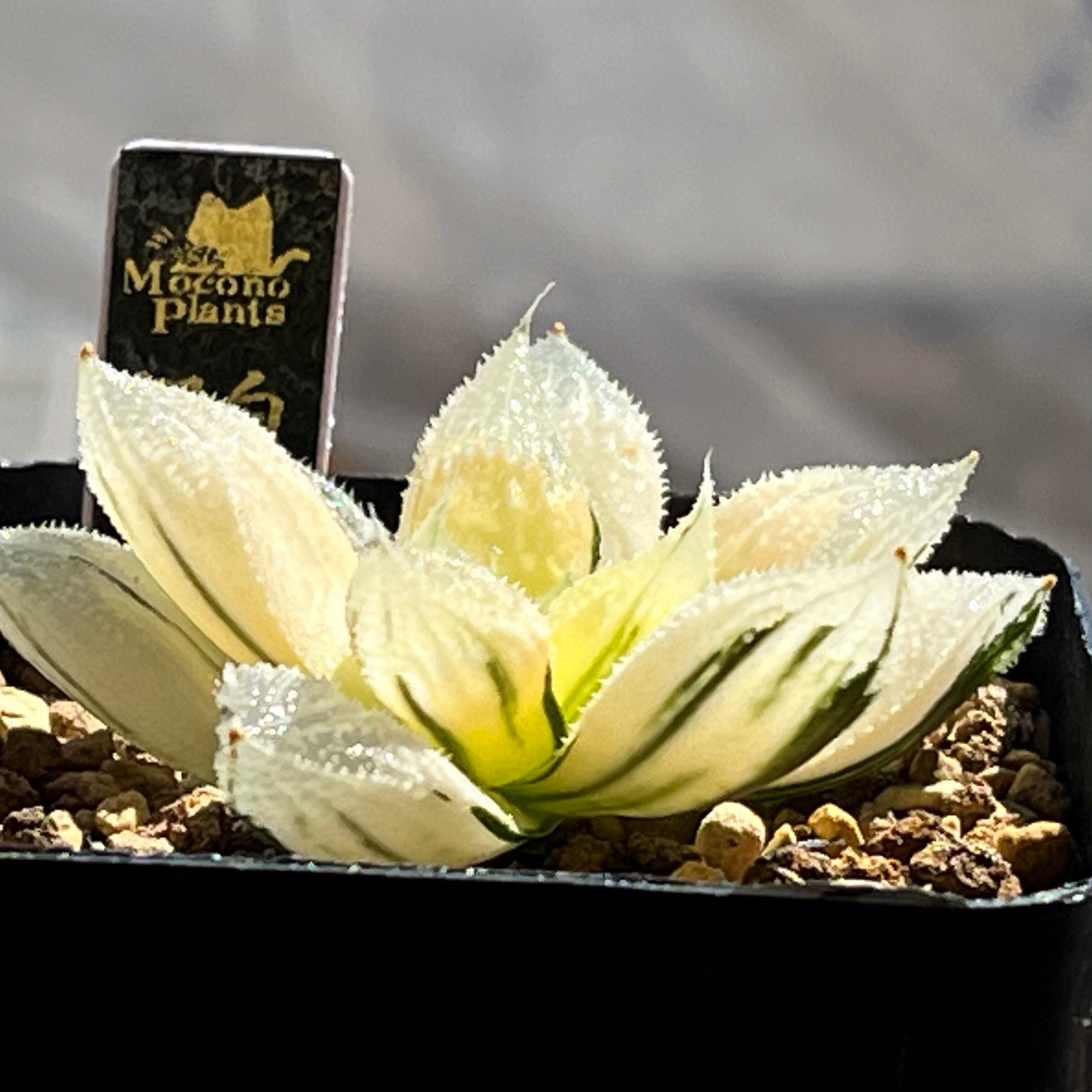 ハオルチア 具味城錦 | mocono_plants