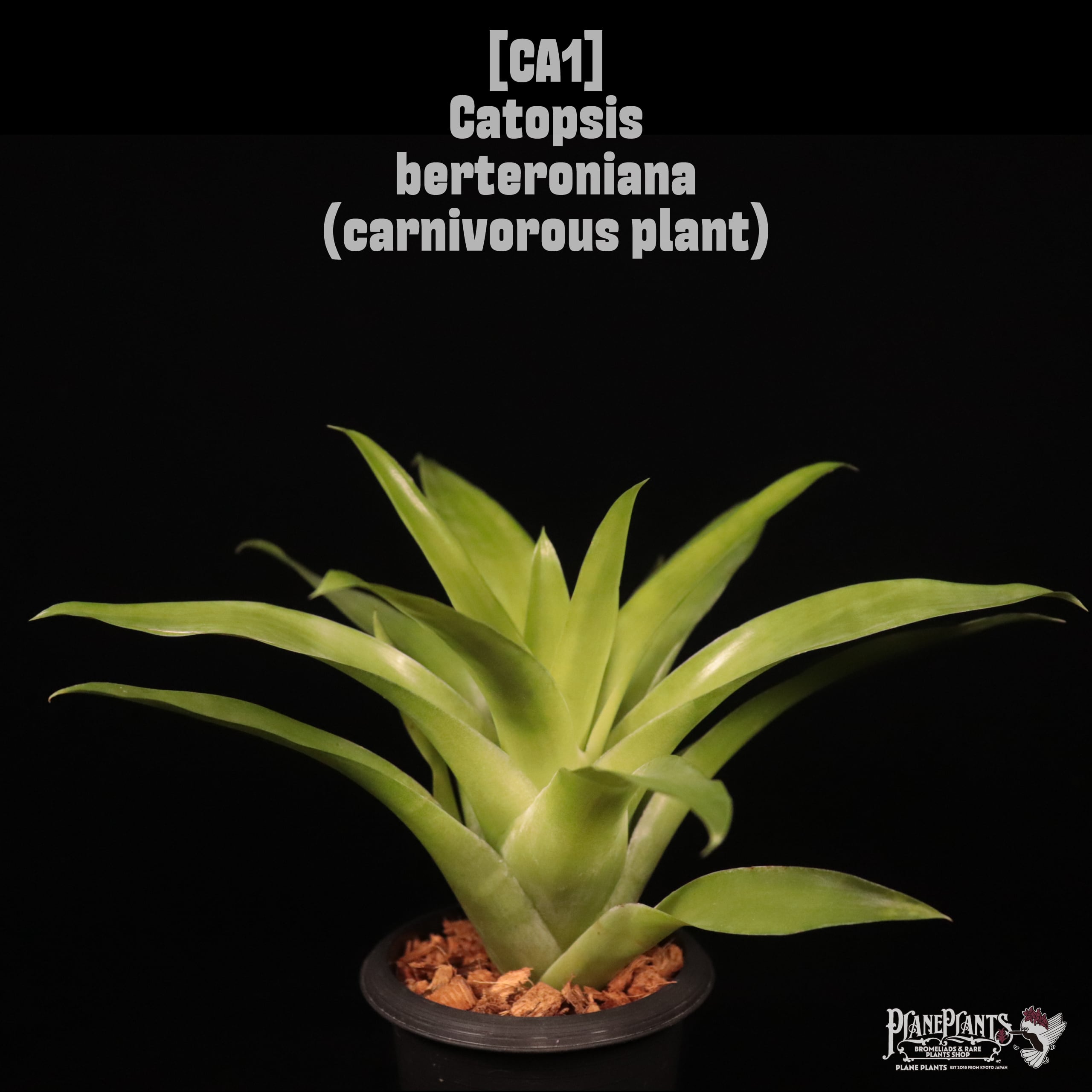 Catopsis berteroniana〔カトプシス〕CA1
