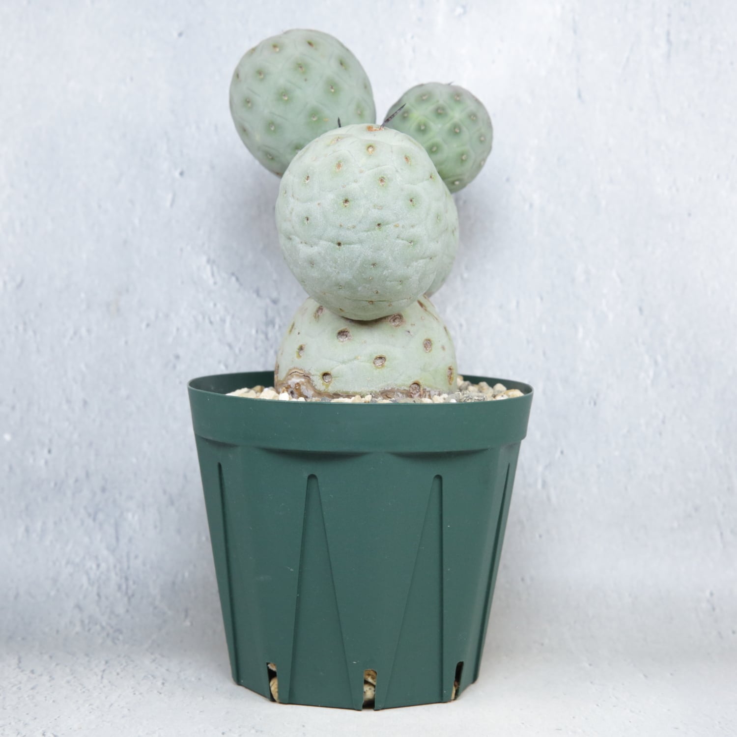 大球 5球 棘無し テフロカクタス ゲオメトリクス | LIGHTHOUSE.PLANTS