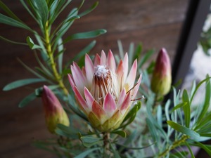 【現物】プロテア ”ルビーブラッシュ”