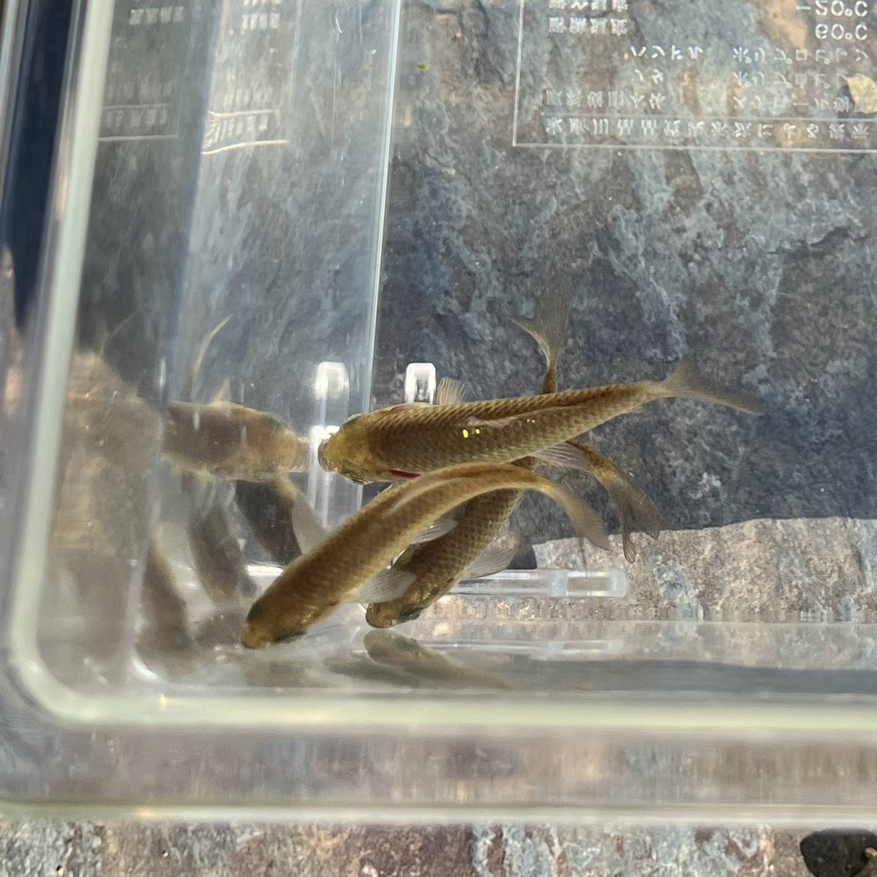 （淡水魚）ナガブナ　3～6ｃｍ±　（1匹）【生体】