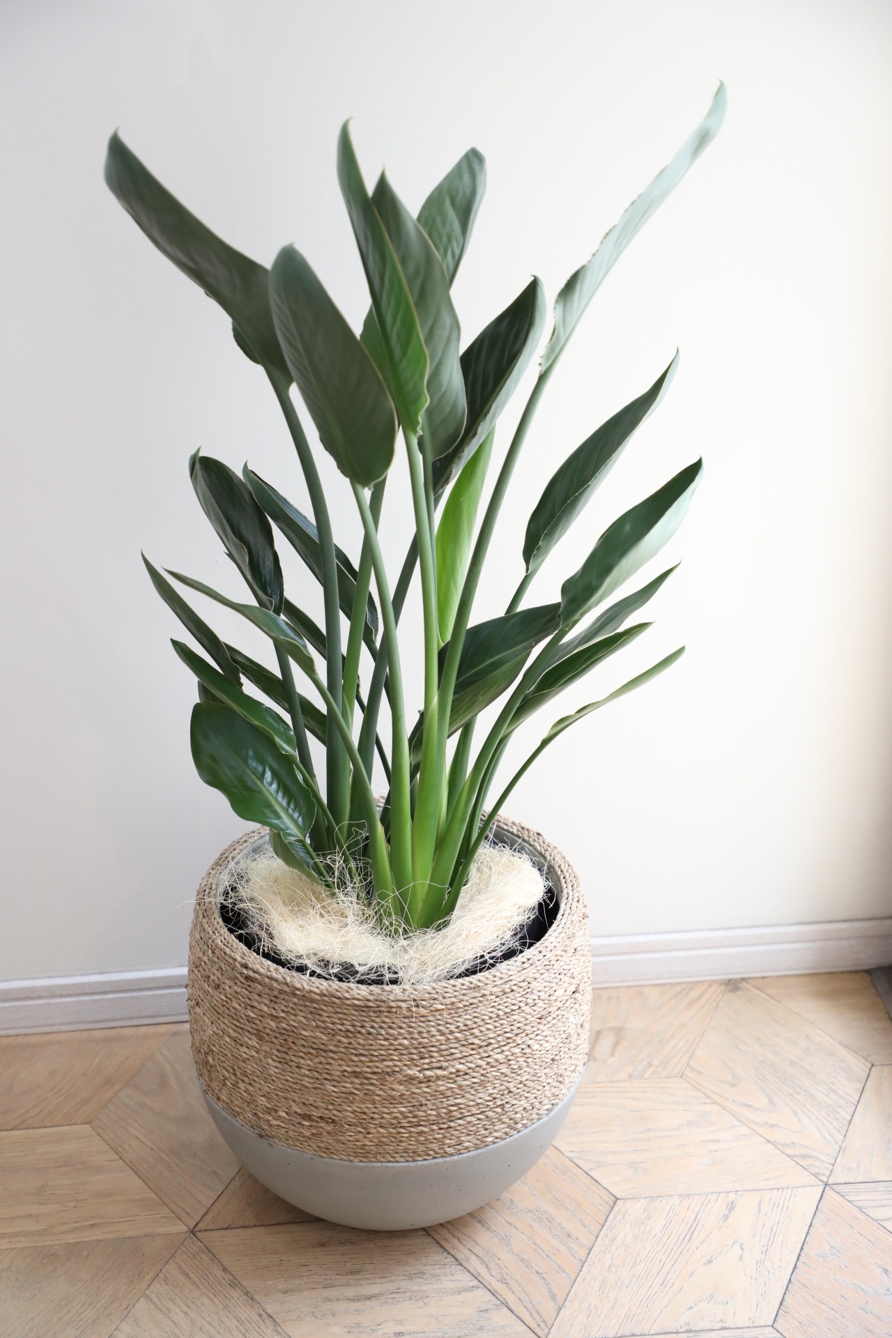 【L/99cm】ストレリチア レギネ/Strelitzia reginae
