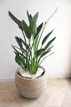 【L/99cm】ストレリチア レギネ/Strelitzia reginae