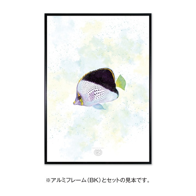 【海のいきものアートポスター／魚】ティンカーズバタフライフィッシュ