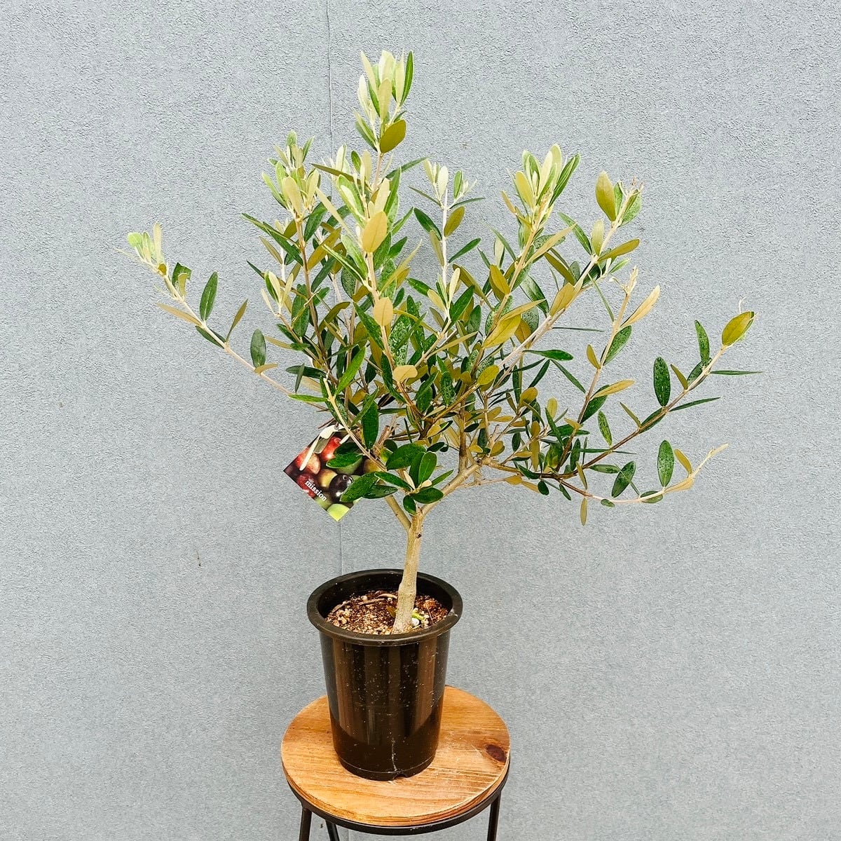オリーブ苗木 植物 オリーブ ミッション 庭 JAJA オリーブの木