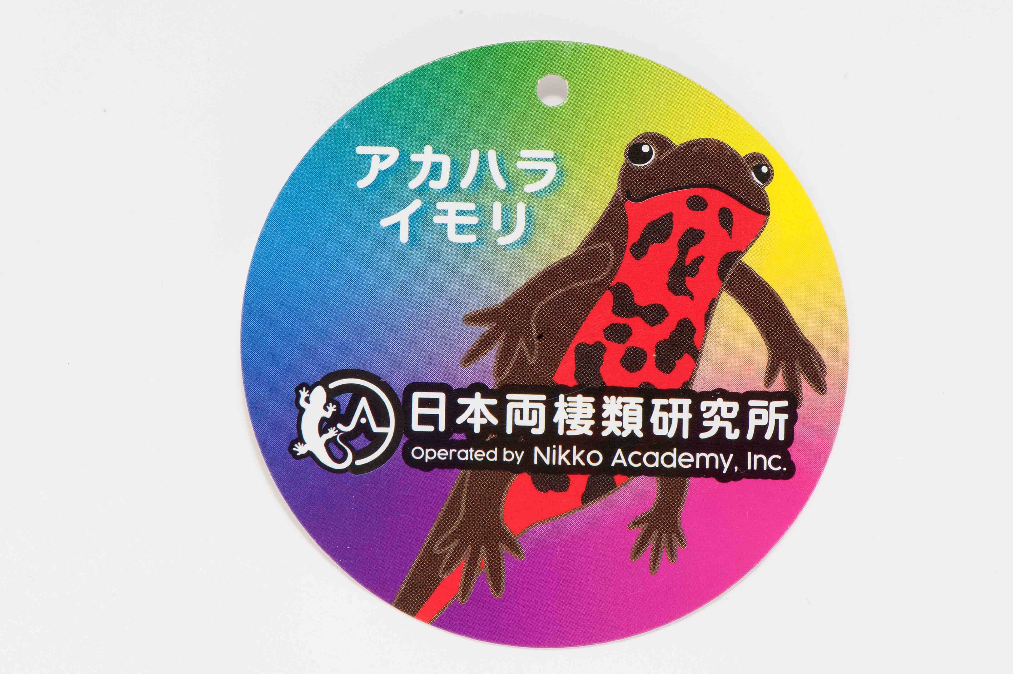 アカハライモリ レインボー | 日本両棲類研究所